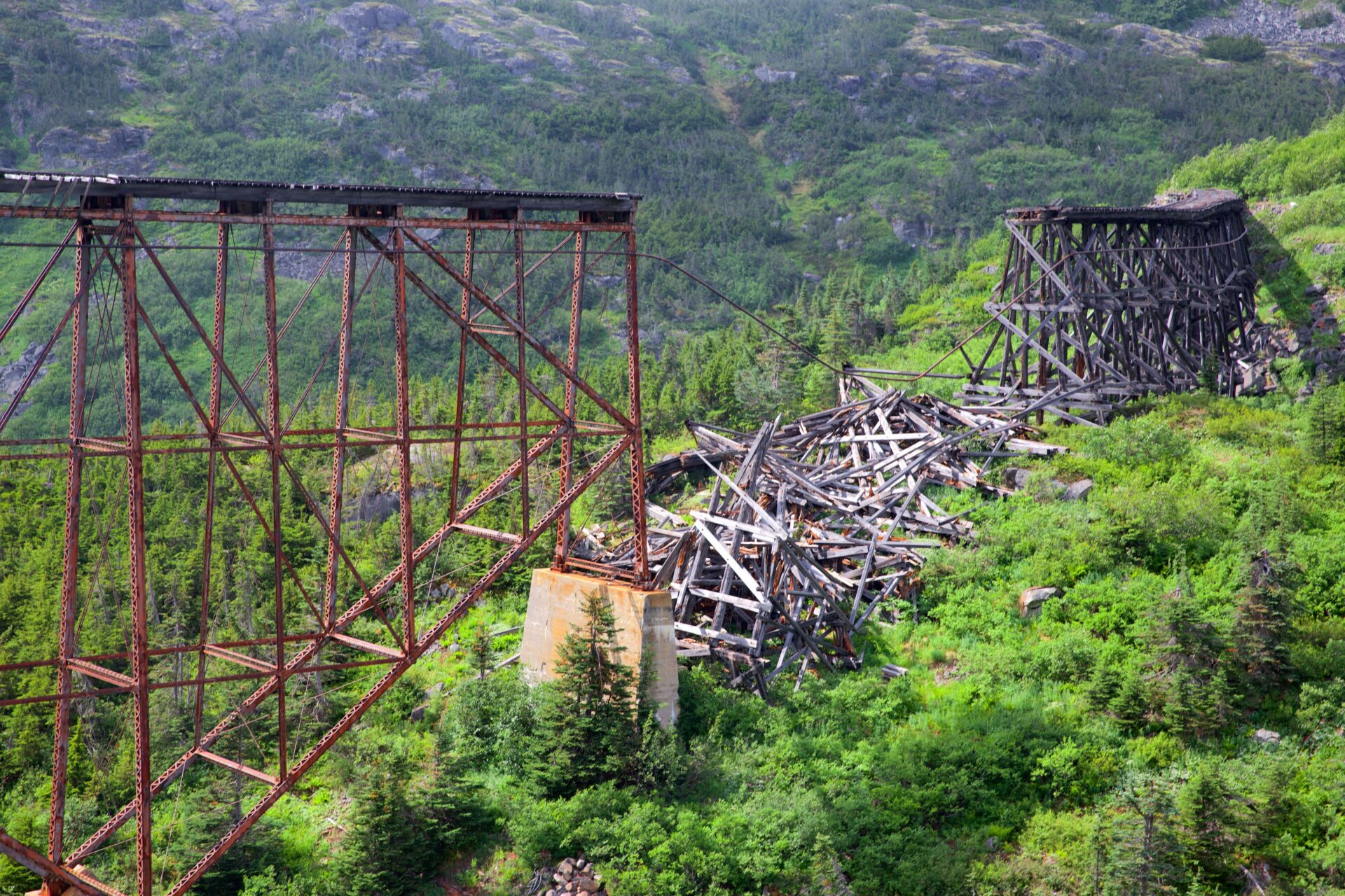 a bridge over a forest