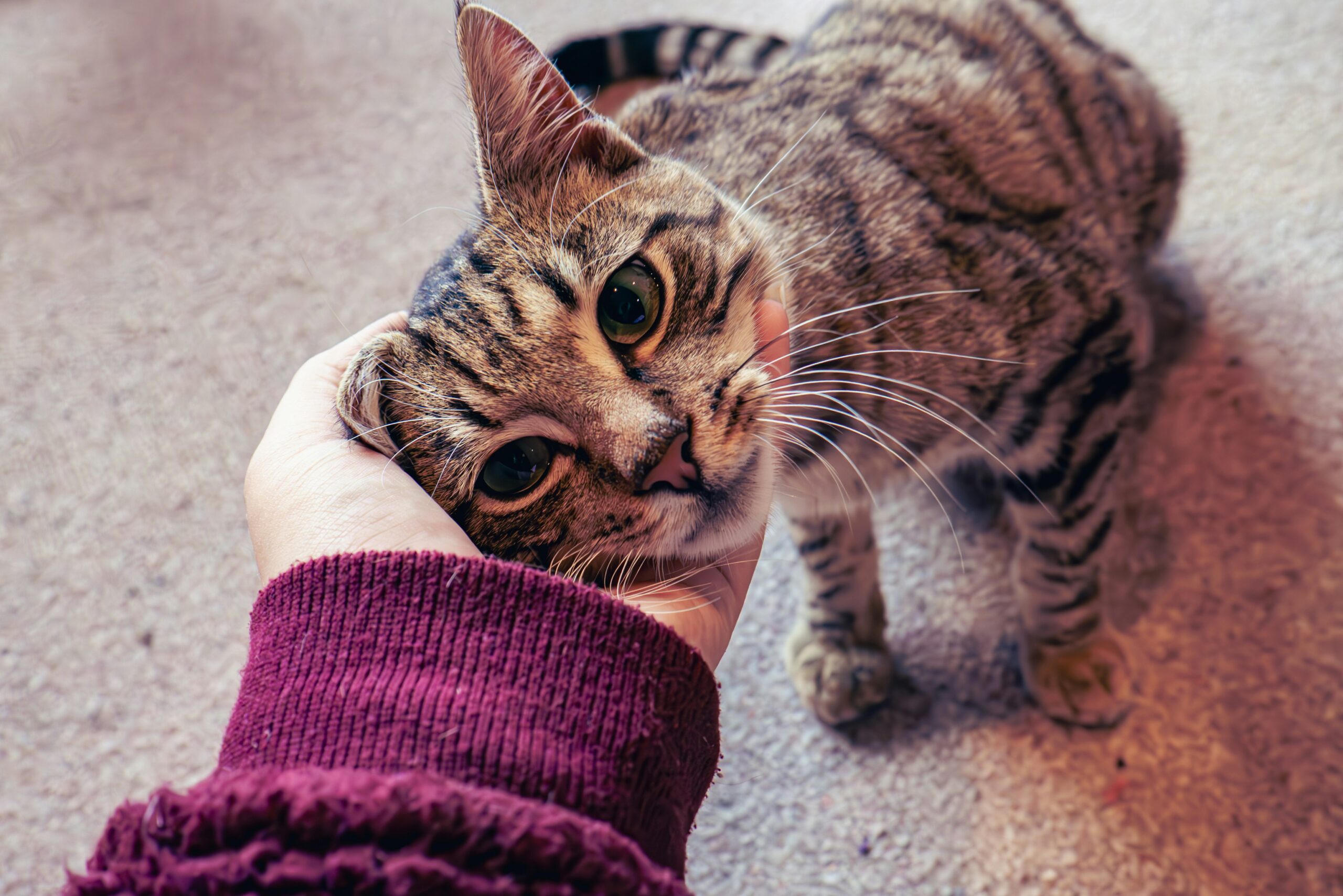 a person petting a cat on the nose