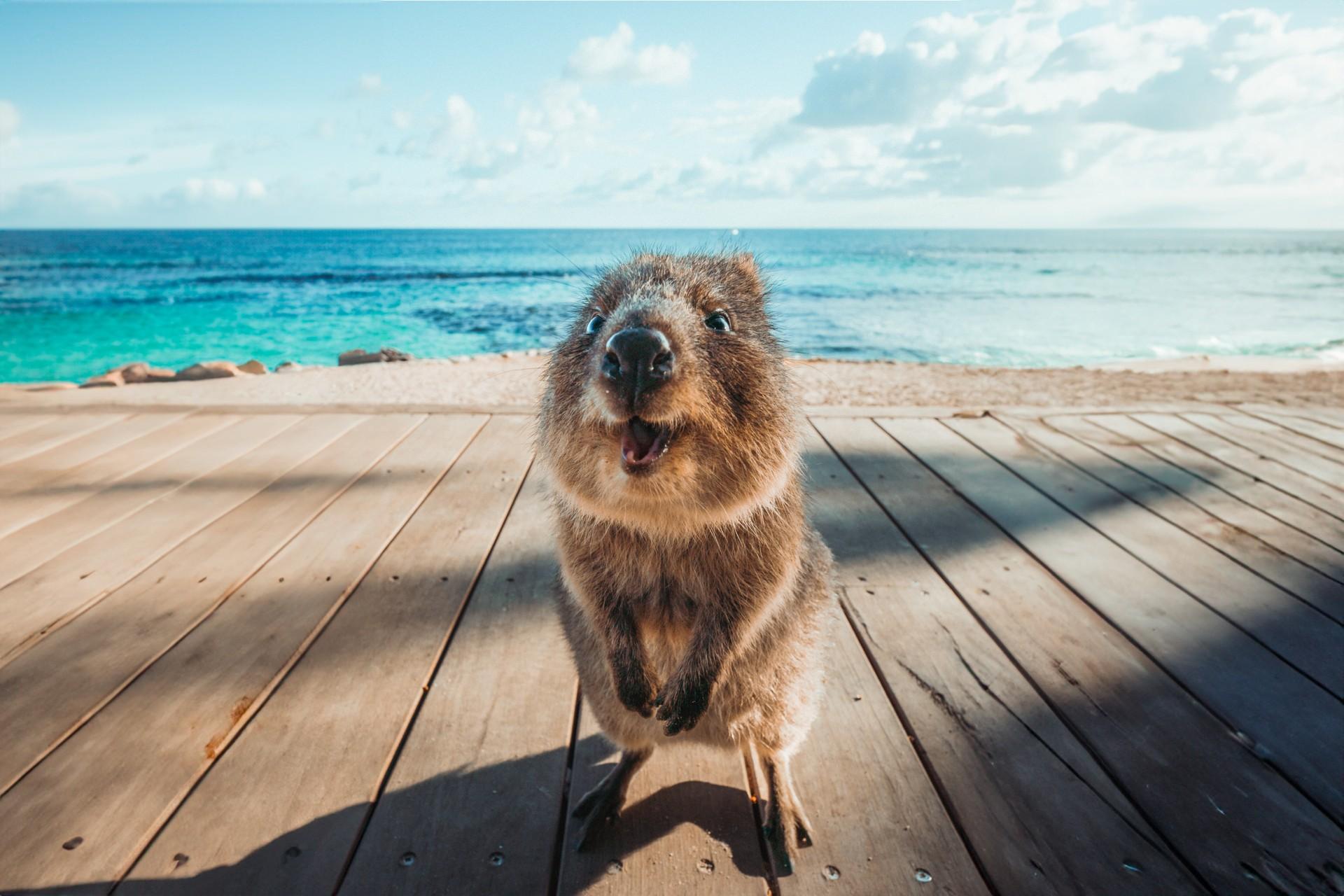 Western Australia, Natural beauty, Coastal landscapes, Perth, Beaches, Esperance, Ningaloo Reef, Rottnest Island, Quokka, Kimberley, Outback, Gastronomy, Travel