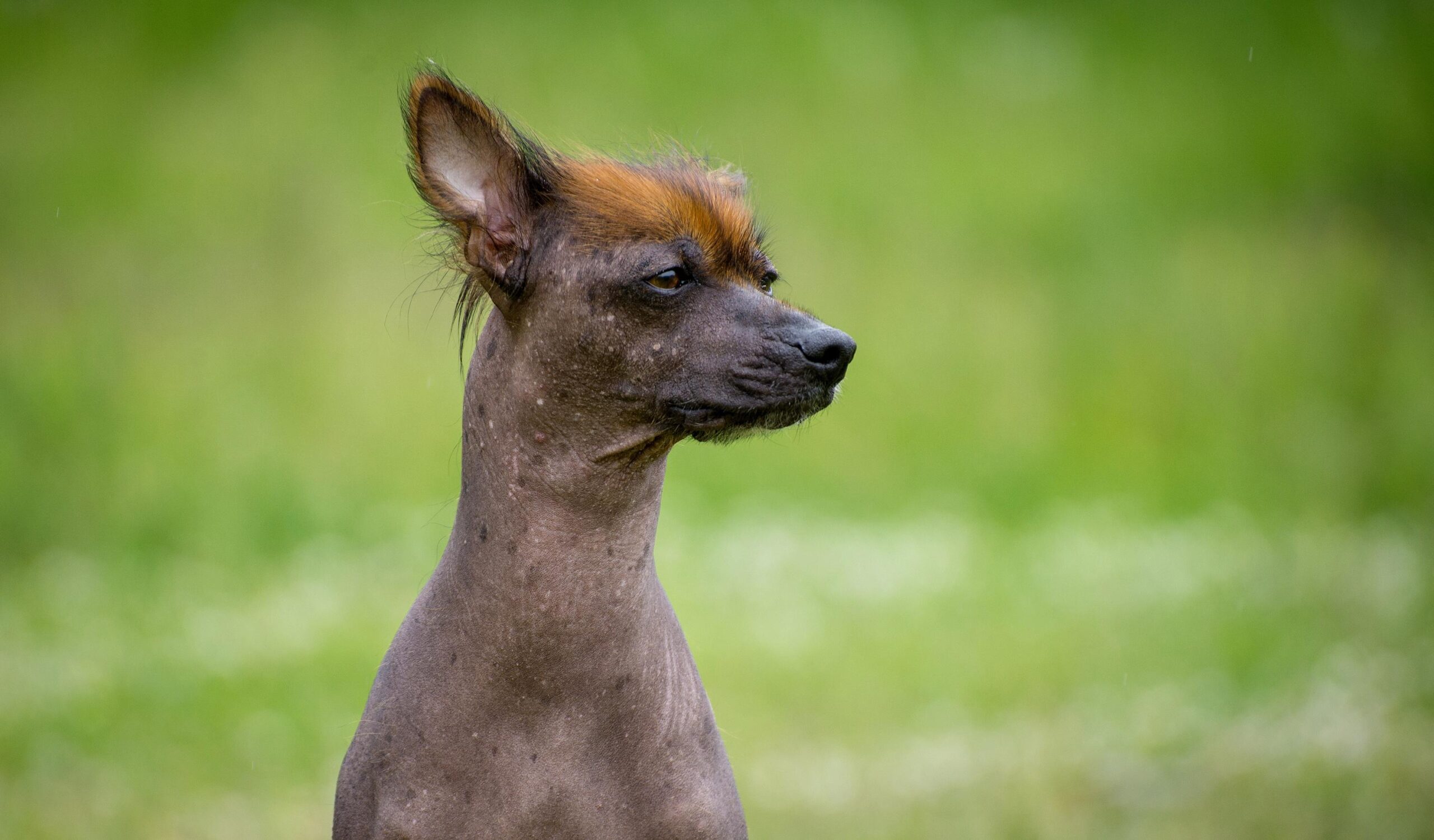 Peruvian Hairless Dog, Hypoallergenic Dogs, Companion Dogs, Guard Dogs, Hairless Breeds