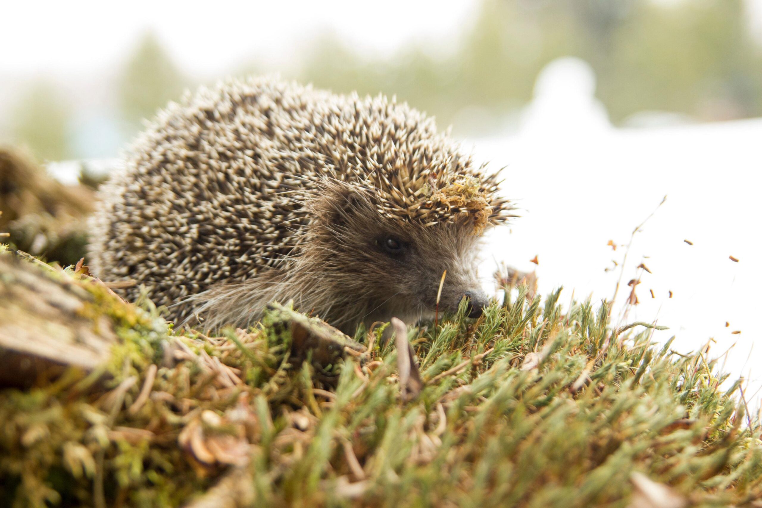 hedgehog, hibernation, protection, endangered, extinction, wildlife, conservation, diet, habitat
