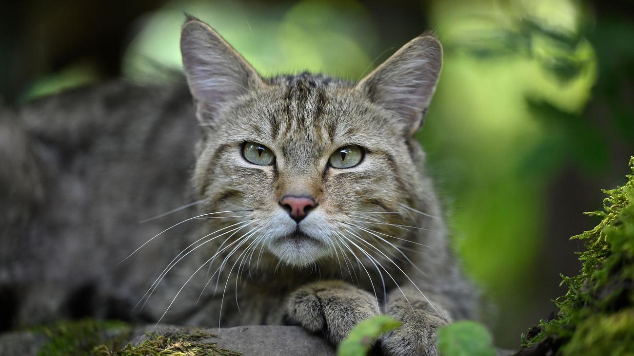 Wildcat monitoring, Brandenburg, genetische Nachweise, Wildkatzenpopulation, Carsten Preuß, BUND Brandenburg, Lockstock-Monitoring, Baldrian, genetische Untersuchung