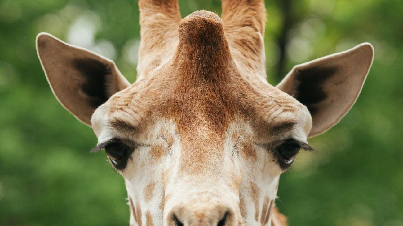 Giraffe death, Berlin Zoo, Max the giraffe, Rothschild giraffe, animal welfare, zoological medicine, elephant death, Victor the elephant, lung inflammation, bacterial infection