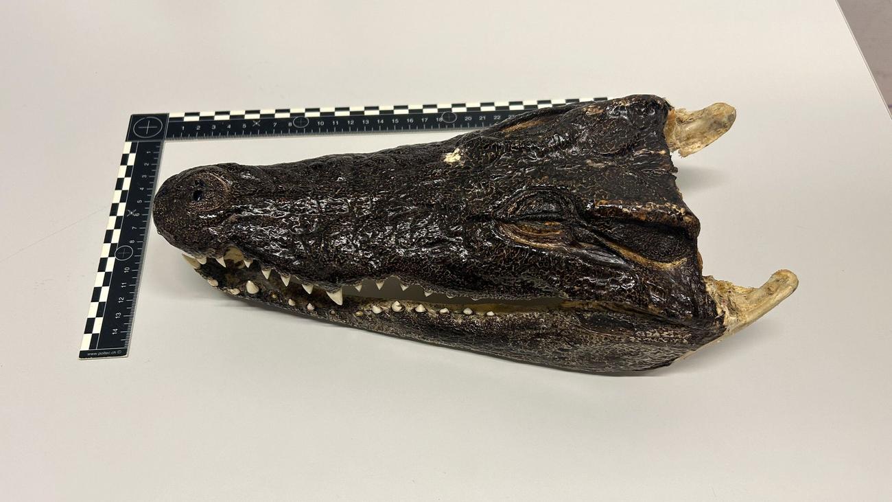 Swiss, Customs, Border Security, Crocodiles, Erektionsförderer, Counterfeit Watches, Knives, Illegal Goods, Travel Restrictions