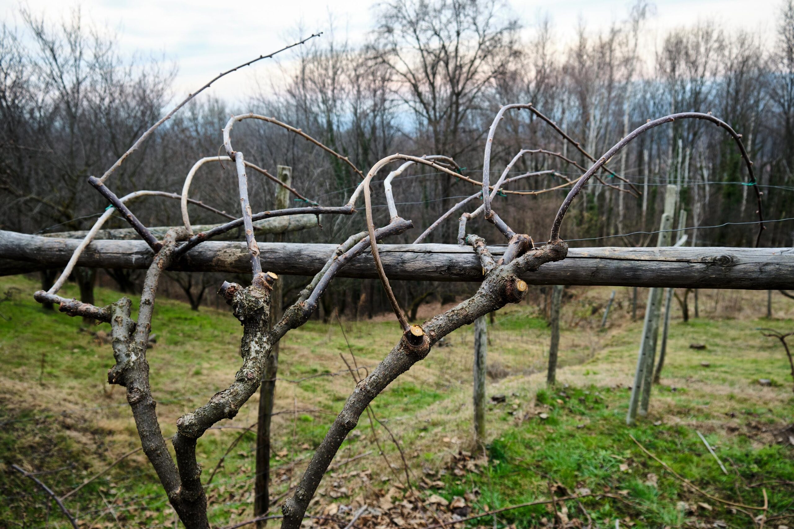 Kiwi fruit, Actinidia, Pruning, Winter pruning, Green pruning, Summer pruning, Fruit production, Plant care