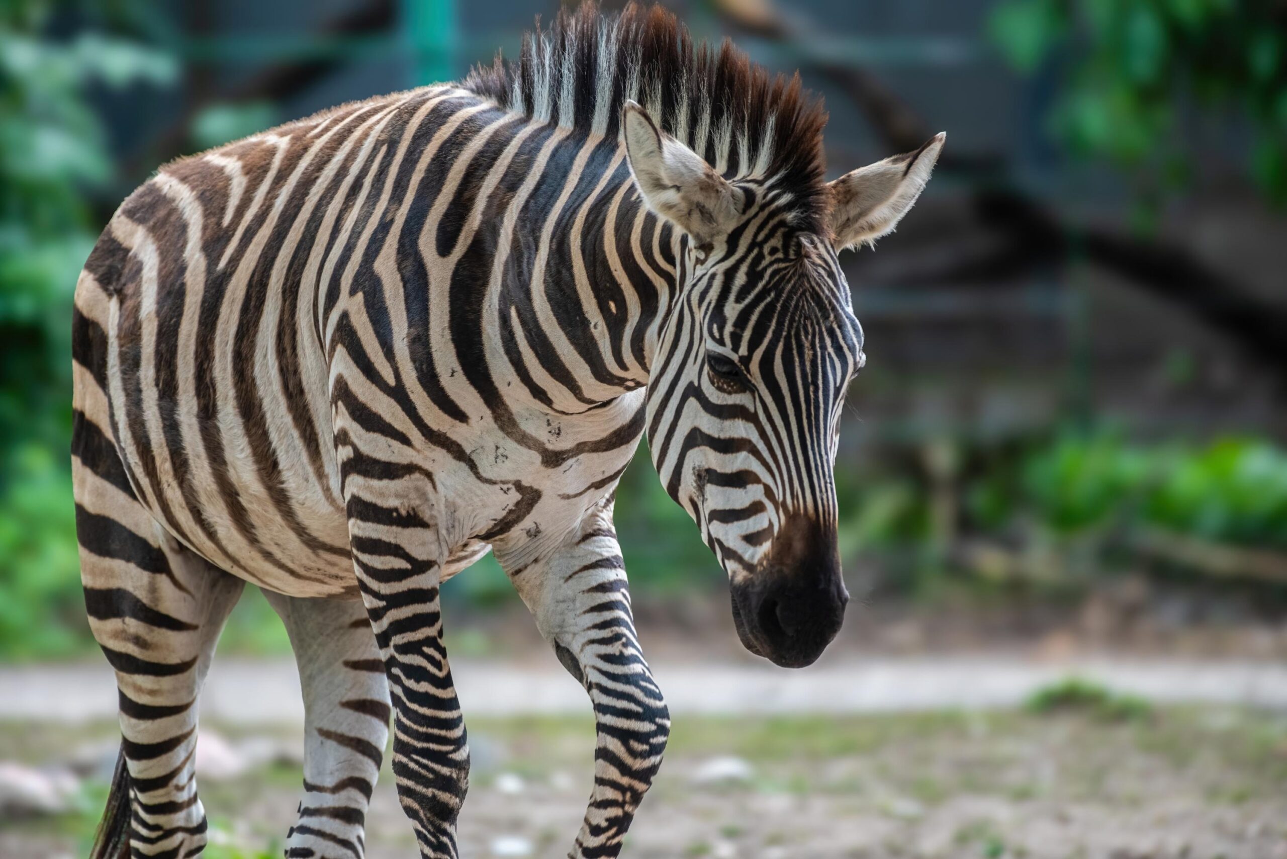 Animal welfare, Animal cruelty, China, Zoo animals, Disguised animals, Painted animals