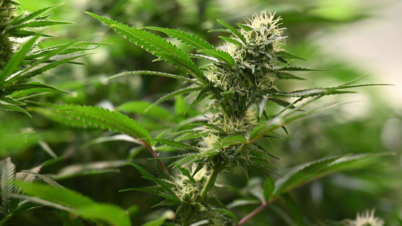 Cannabis Legalization, Cannabis Prohibition, Compensation Claims, Drug Policy, Union Election