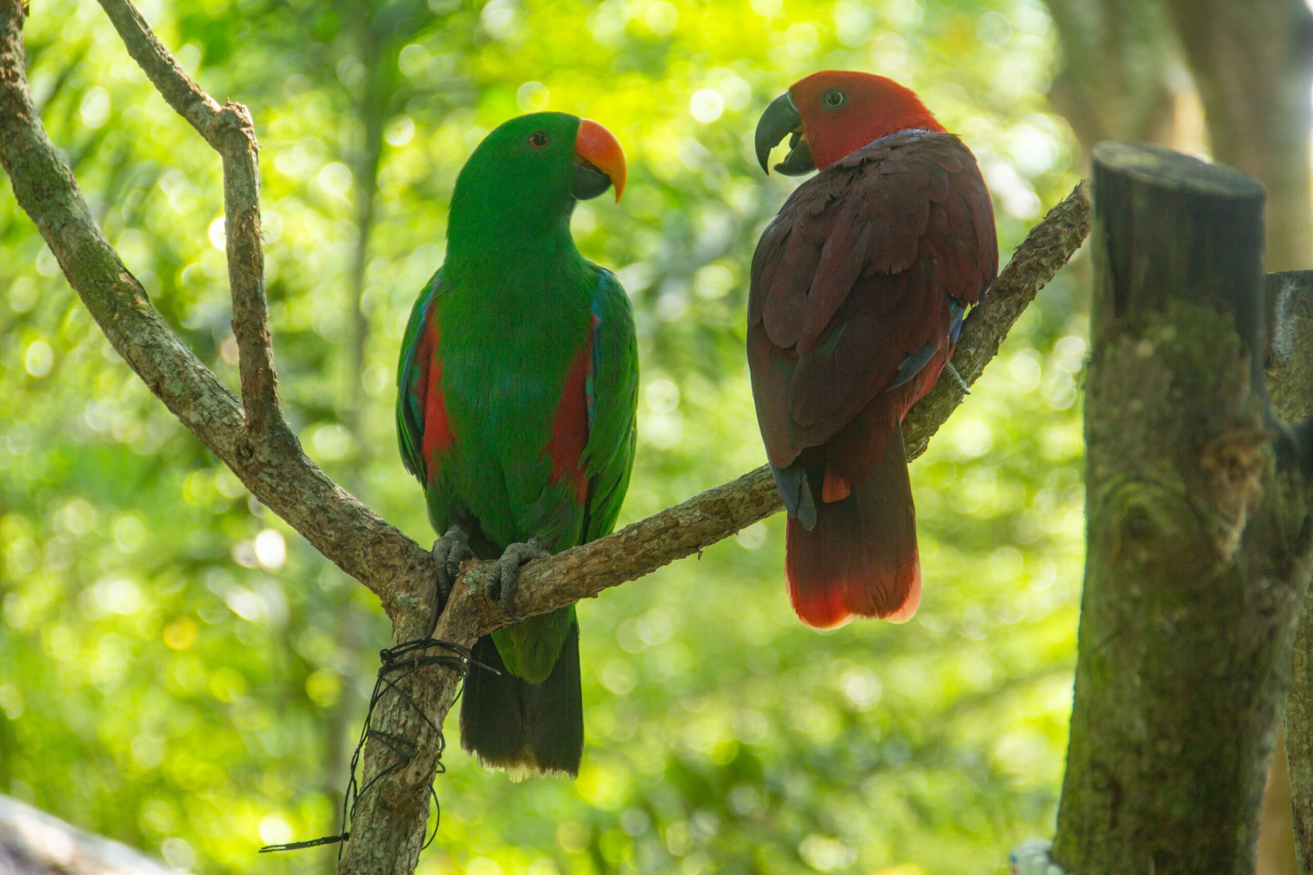 Parrots,Mimicry,Vocal imitation,Animal intelligence,Psittaciformes