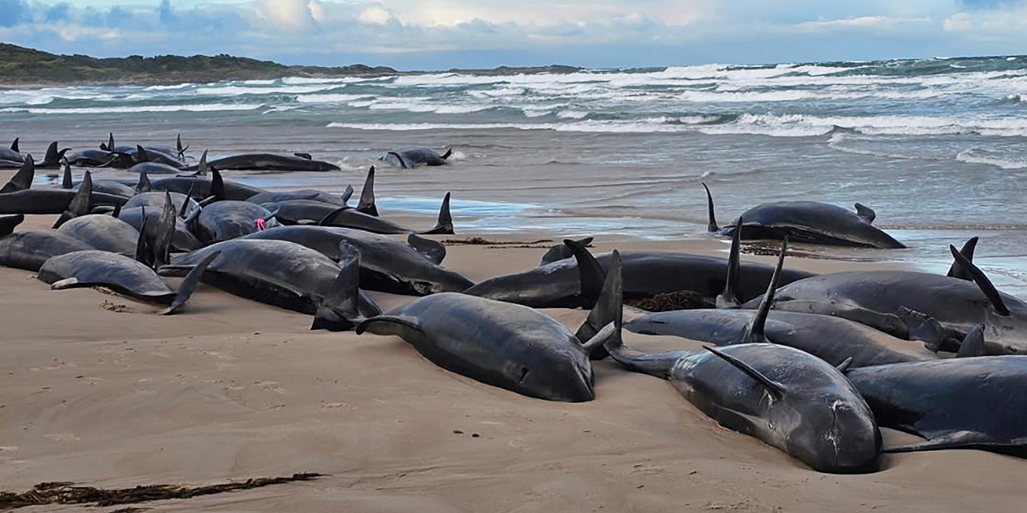 dolphin, stranding, Tasmania, Australia, false killer whales, animal welfare, wildlife, marine life, conservation, environmental protection
