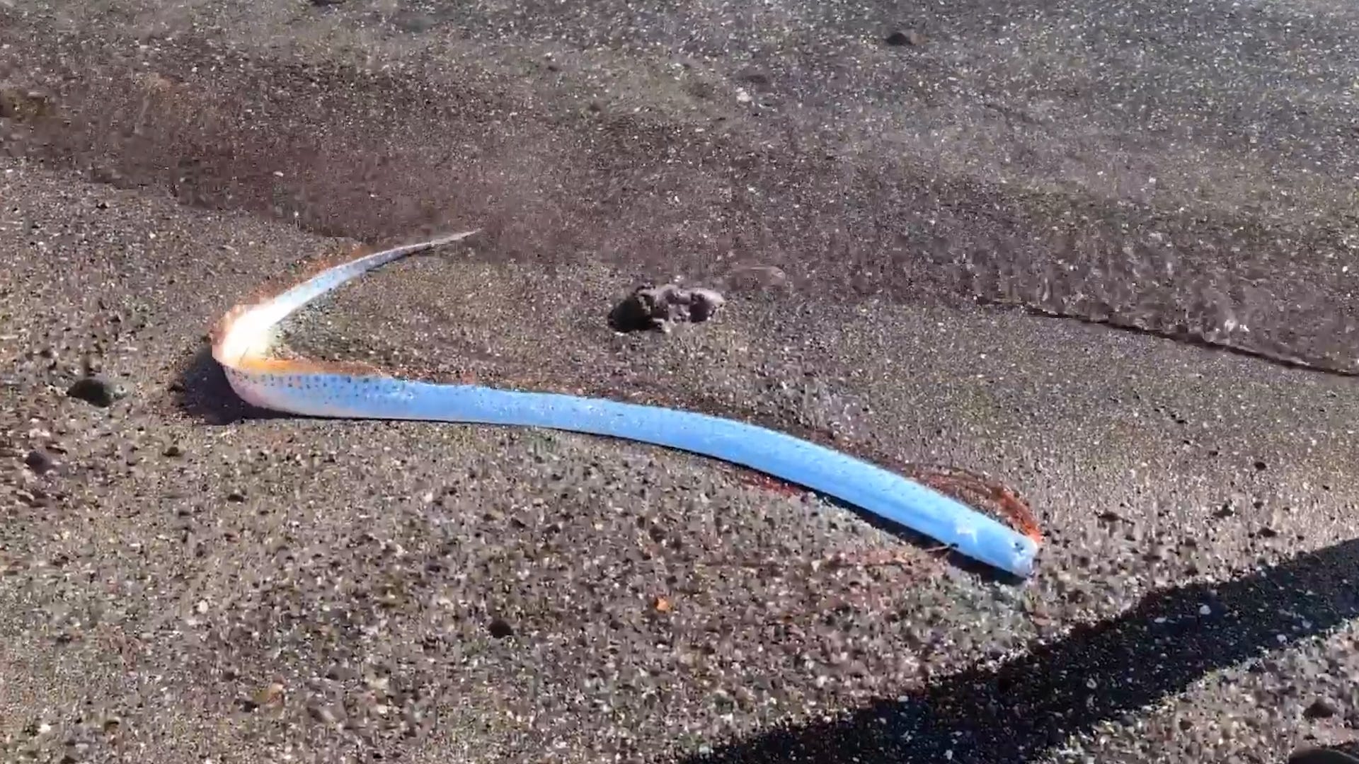 oarfish, deep sea, rare sighting, folklore, Mexico beachgoers, Baja California Sur, AccuWeather, FOX affiliate KMSP-TV, marine serpent, shallow waters, doomsday fish, omen, earthquakes, Japan, Atlas Obscura, travel outlet, Ryūjin, sea god, ryugu no tsukai, messenger from the sea god’s palace, strandings, El Niño, La Niña, climate patterns