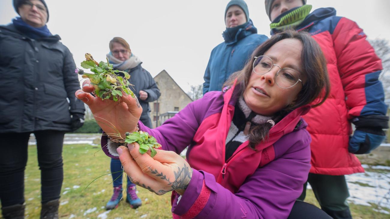 Forestry, Niedersachsen, Survival, Wild plants, Hiking, Nature courses, Workshops