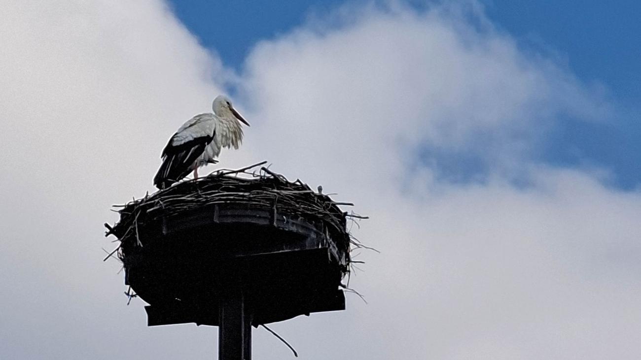 Saxony, Storks, Bird, Climate, Nesting, Return, Expert, Protection, Population, Temperature, Weather