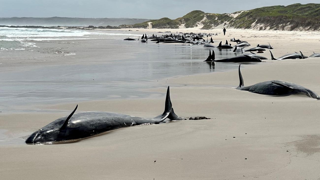 dolphin, stranding, Arthur River Bay, Tasmania, rescue, whales, marine mammals, orcas, killer whales, ocean, conservation, environment, wildlife