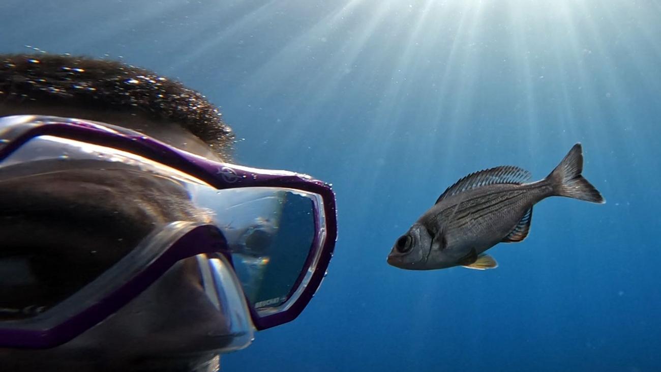 fish recognition, facial recognition, diver equipment, individual recognition, animal behavior, marine biology, sensory ecology, visual cues