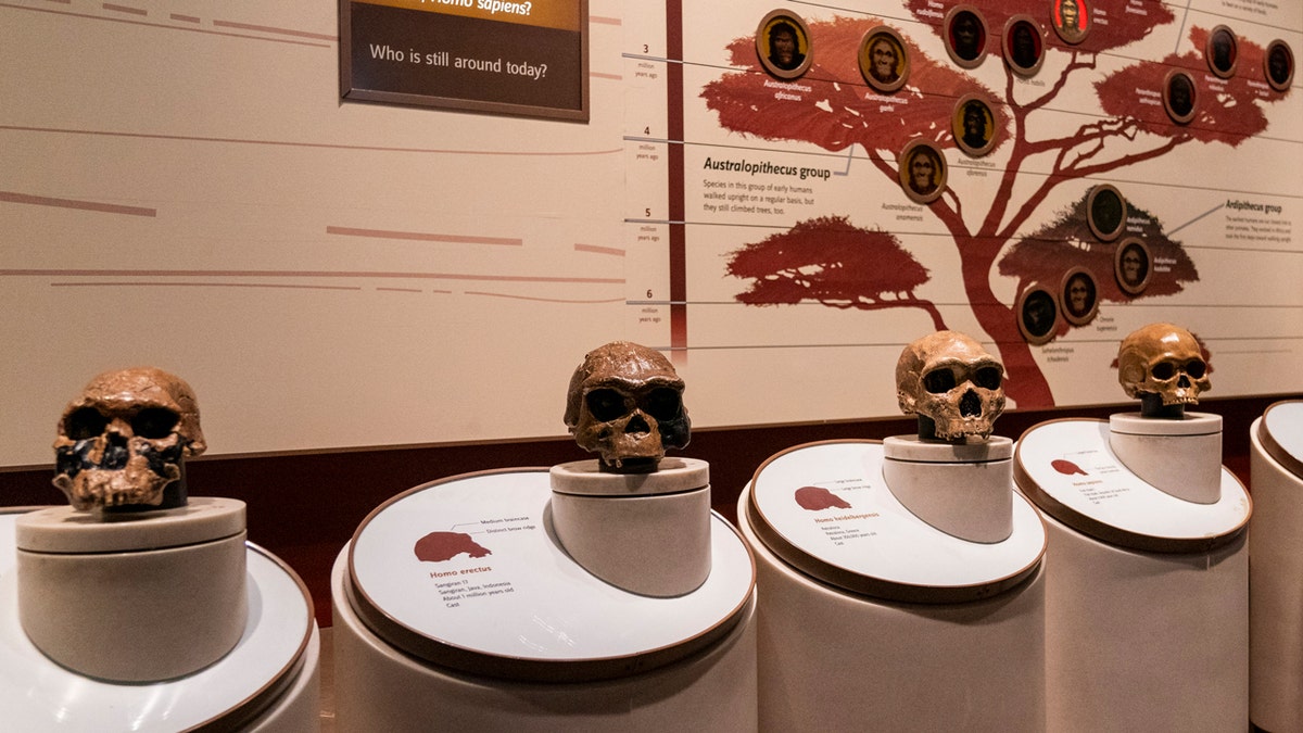 human evolution, speech, genetics, NOVA1, FOXP2, communication, Neanderthals, Denisovans, CRISPR gene editing, brain development, speech problems, language disorders, FOXP2 gene, human language gene, speech-related problems, speech and language interventions