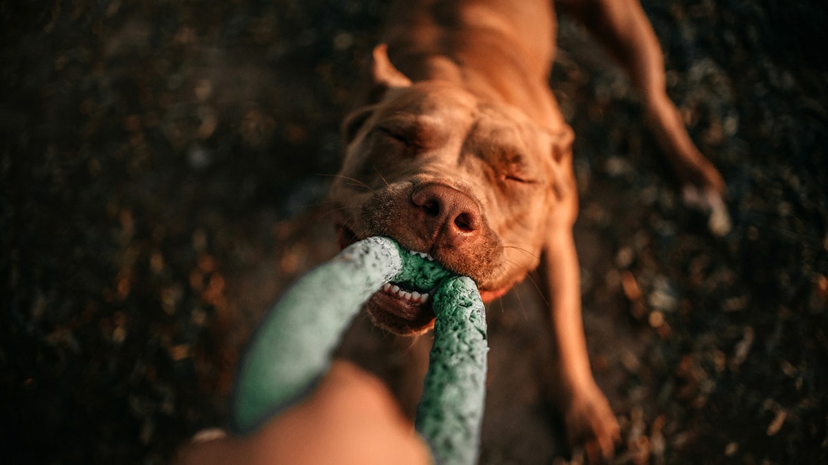 Indestructible dog toys, Aggressive chewers, Dog toys, Tough dog toys, Durable dog toys, Tuffy toys, KONG toys, Elk antlers, Dog chews, Ring ball