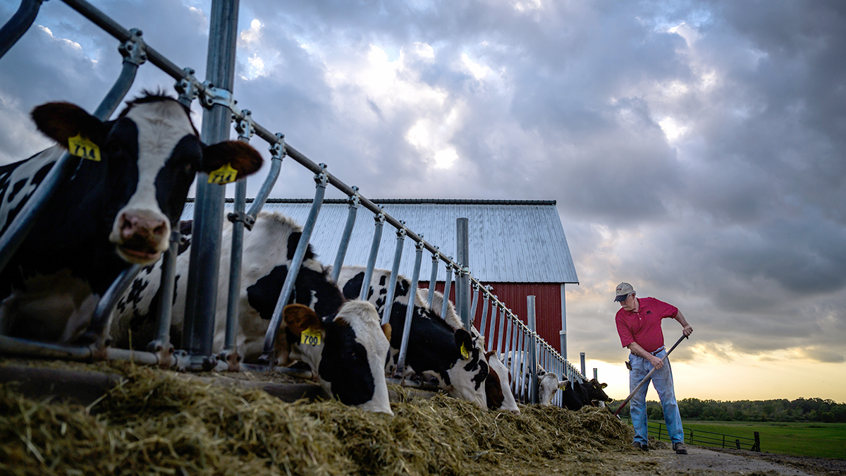 bird flu, Minnesota, avian metapneumovirus (aMPV), highly pathogenic avian influenza (HPAI), H5N1 flu virus, disaster recovery loans, poultry, dairy cows, pandemic, H5N1 strain, Dr. Gerald Parker, White House Office of Pandemic Preparedness and Response Policy