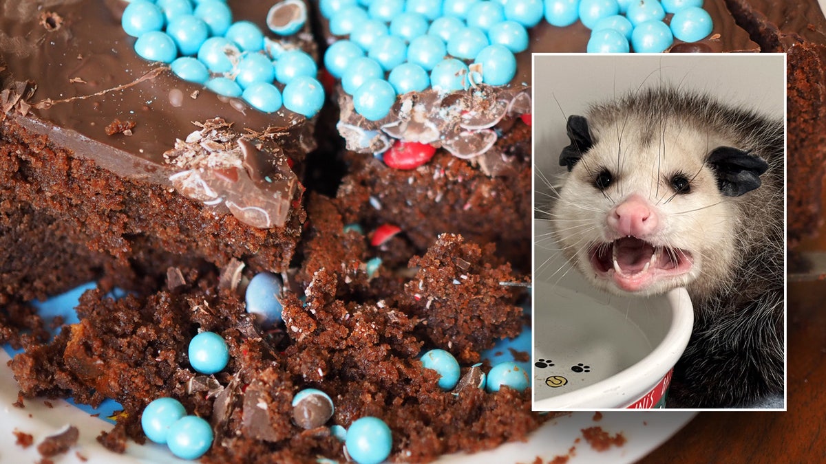 Chocolate cake, Costco, opossum, animal rehabilitation, Nebraska Wildlife Rehab Inc., sweet tooth, diet, wildlife, recovery, nature preservation, education programs, animal control, intake notes, examination, Arkansas dessert, zero chocolate policy, viral post, Facebook, lifestyle, funny, relatable, spiritual, relatable, fair, wildlife rescue, commemorative shirt, Opossum Cake Bandit, sales