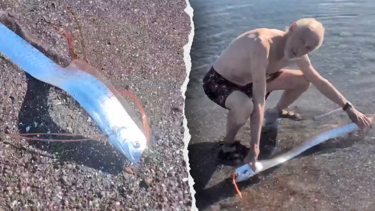 Oarfish, Deep-Sea Fish, Playa El Quemado, Baja California Sur, Rare Appearance, Doomsday Fish, Natural Disasters, Ocean Conditions, Injured or Dying, Florida Museum