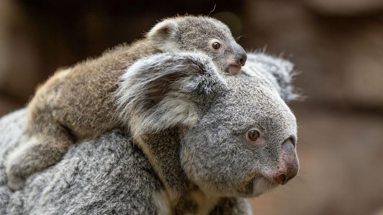 Koalas, Wilhelma, Stuttgart, Zoo, Breeding, Joey, Gender, Naming, Eukalyptus, Australia