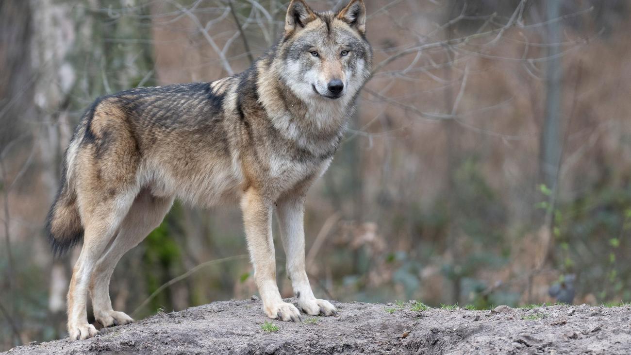 Wolf, Hunting Law, Rheinland-Pfalz, Environmental Protection, Animal Welfare