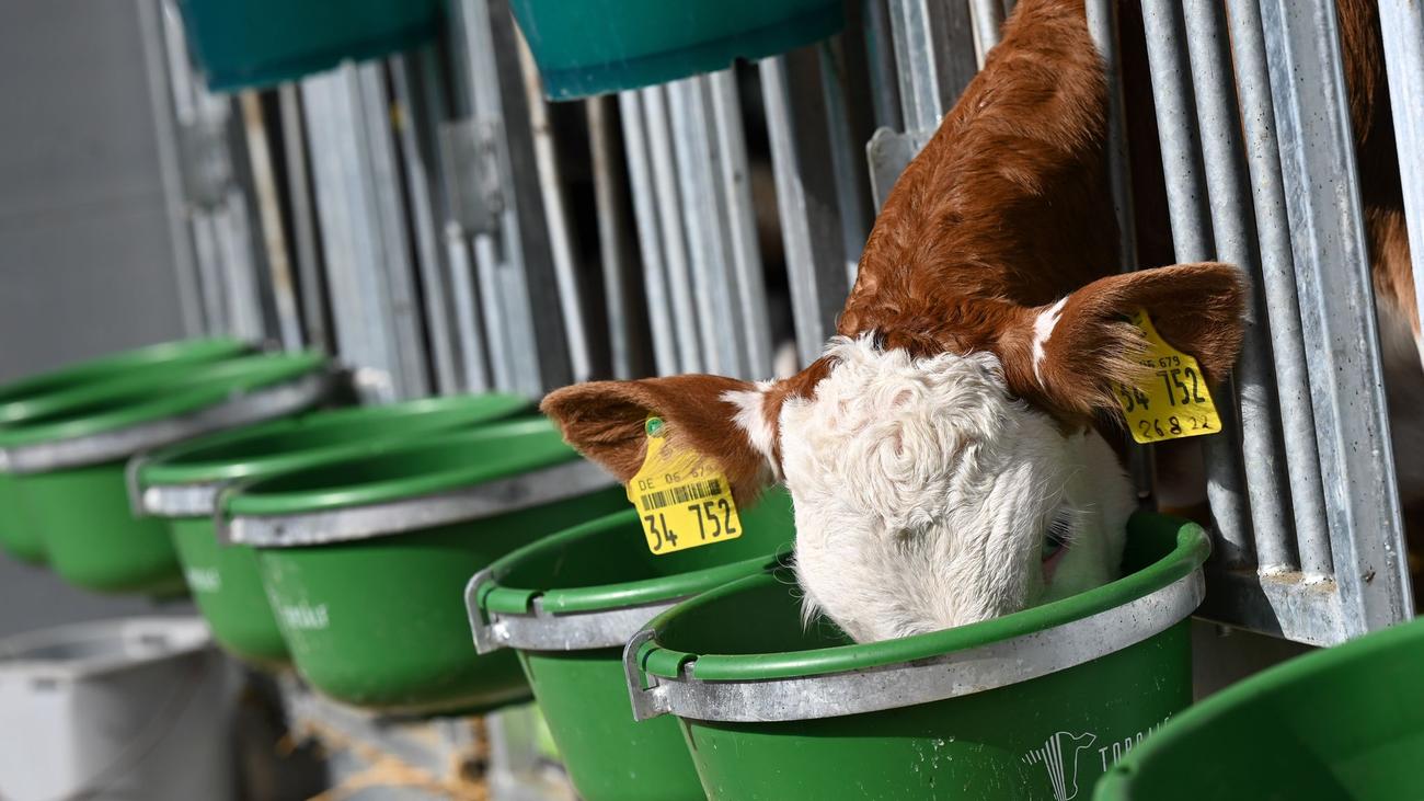 Livestock theft, cattle theft, Arzberg, Nordsachsen, Leipzig, Rinderzuchtanlage, theft of calves, Fleckvieh, Angus, animals, value of stolen animals