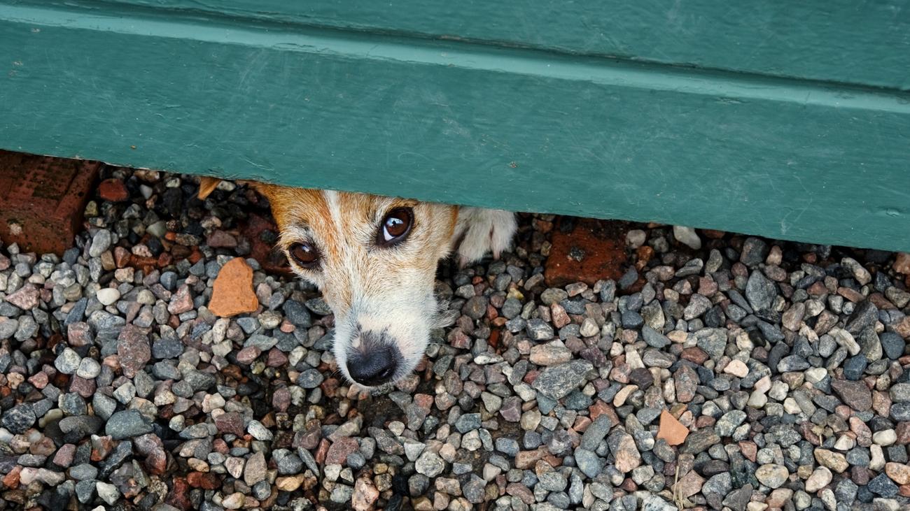 Dogs, Anxiety, City living, Urban landscape, Behavioral disorders, Canine behavior