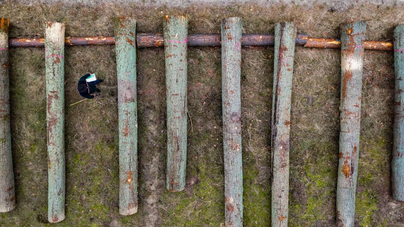 Forestry, Hardwood, Timber, Brandenburg, Auction