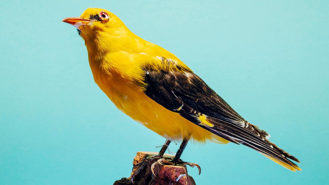 Golden Oriole, Tropical yellow plumage, Camouflage, Vocalization, Migration, Rain forecaster, Regenkatze