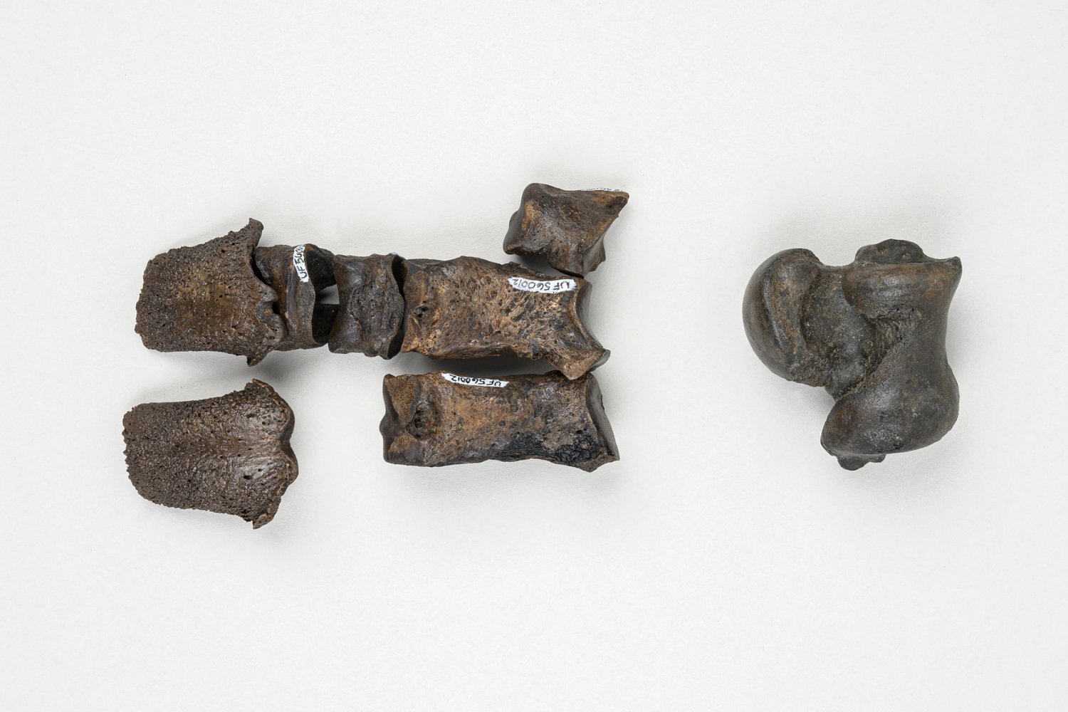 Pleistocene fossils, Steinhatchee River fossils, Middle Irvingtonian, Holmesina floridanus, Holmesina septentrionalis, Caballines, Tapir fossils, Florida paleontology, Amateur fossil hunters, Professional researchers