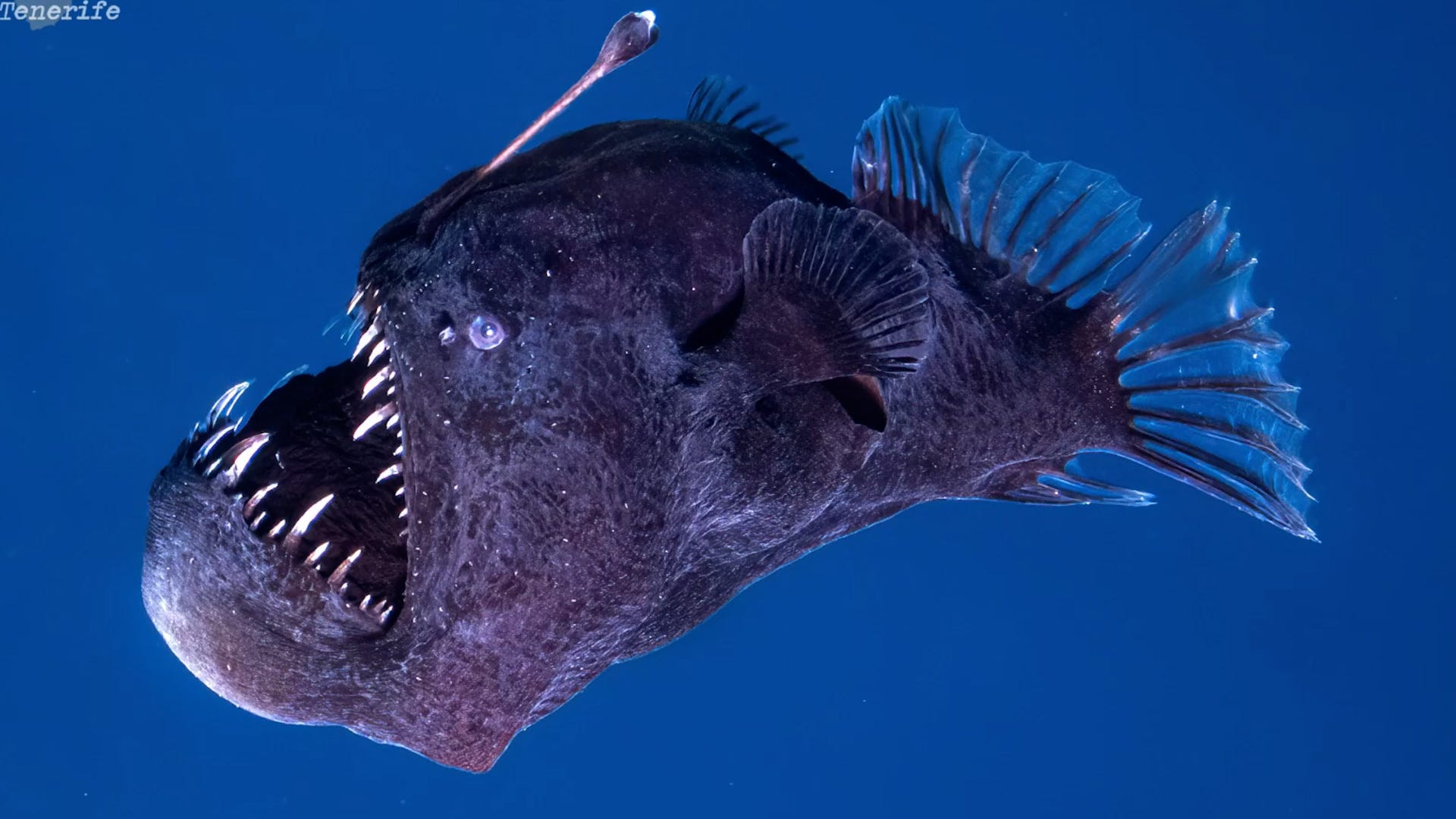 Black Seadevil Anglerfish, Deep-Sea Creature, Viral TikTok Video, Rare Sighting, Canary Islands, Social Media Reactions, Pixar 