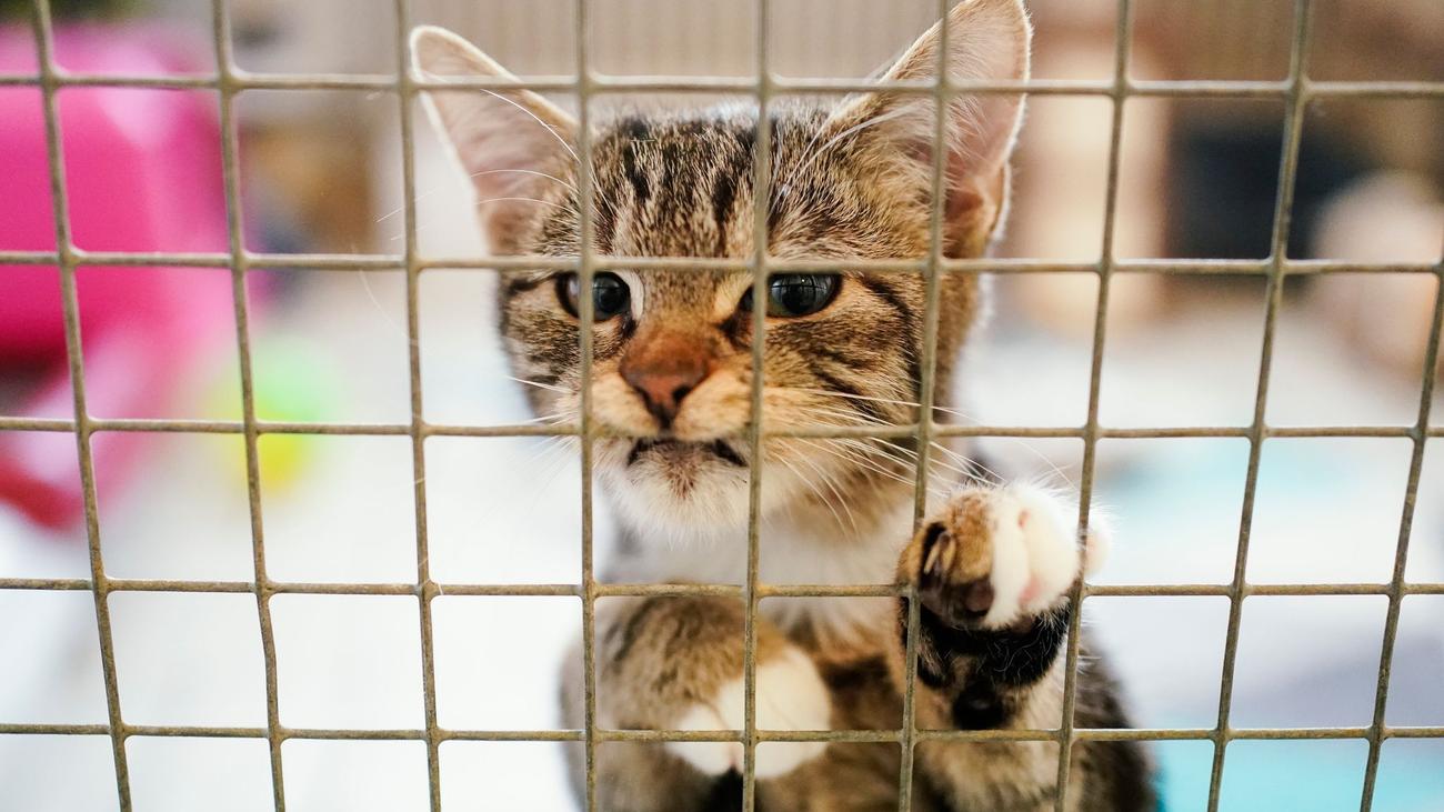 Animal Cruelty, Tierschutzgesetz, Hessen, Strafbare Handlungen, Aufklärungsquote, Dunkelziffer, Massentierhaltung, Tierquälerei, Unterlassung, Strafverschärfung