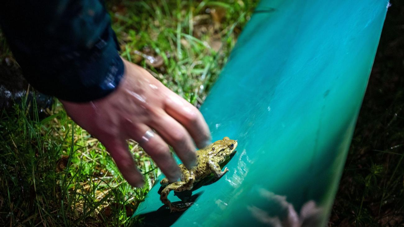 Amphibian migration, Spring awakening, Wildlife protection, Road safety, Endangered species, Toad migration