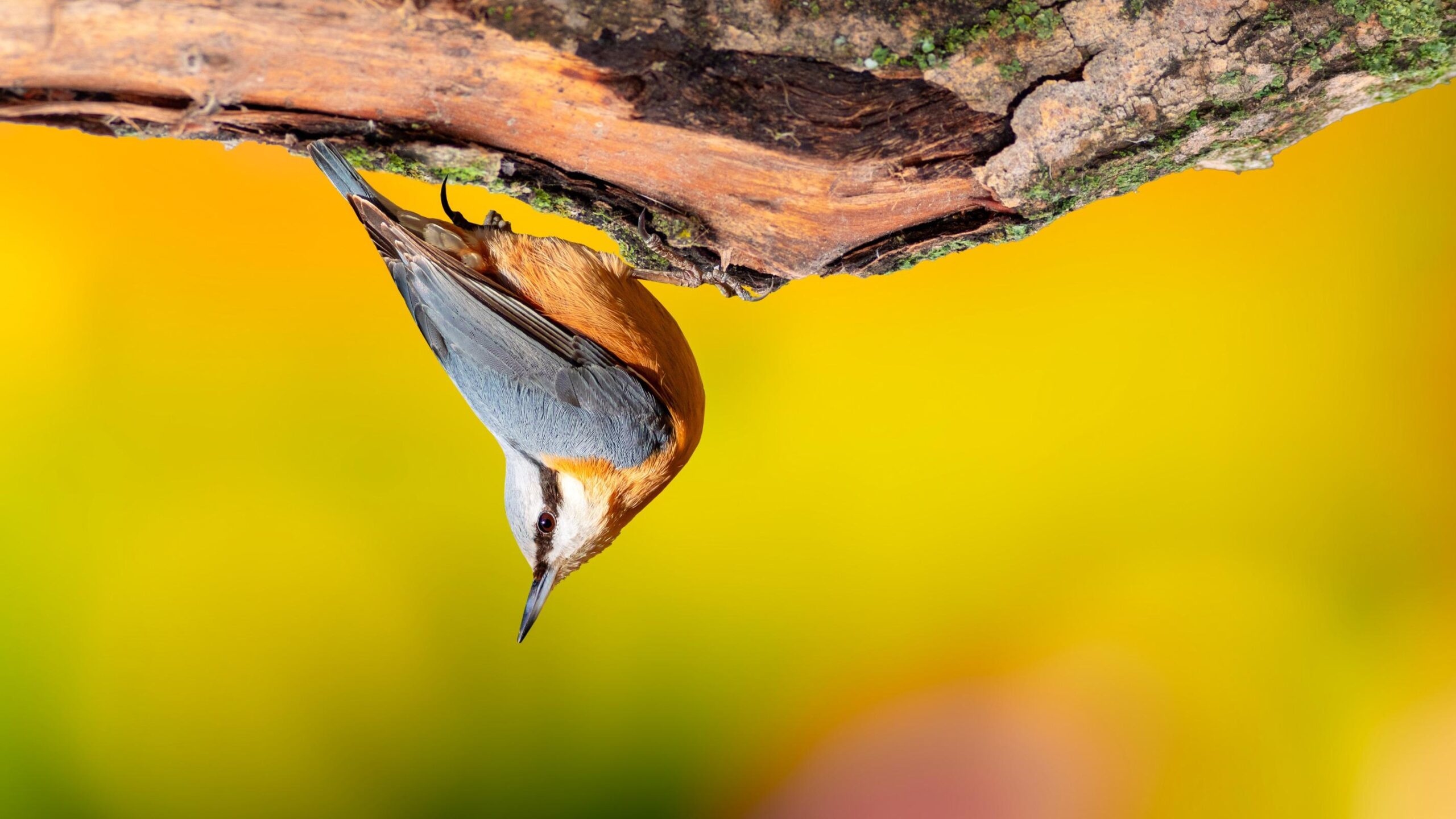 Fire-Crested nuthatch, nuthatch, acrobat, head down, trees, insects, opportunistic, seasonal diet