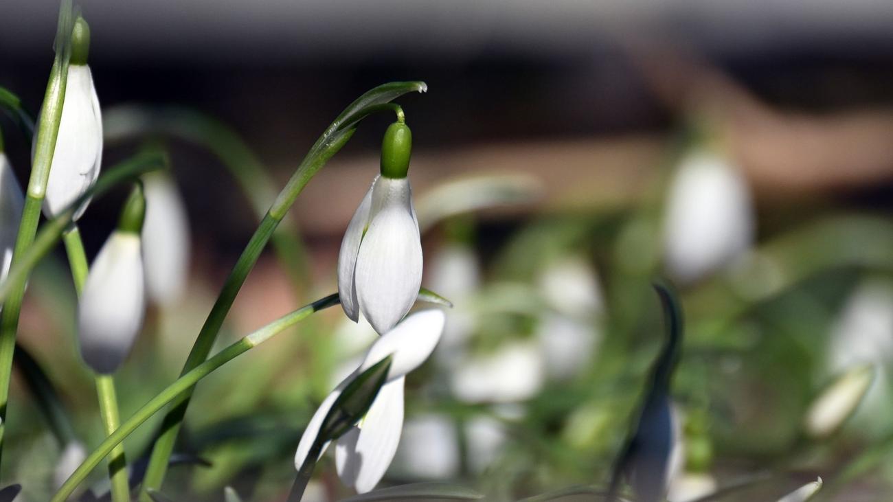 German weather, spring weather, warm temperatures, weather forecast, weather DWD, spring, meteorological spring, weather forecast, temperature, weather, allergenic pollen