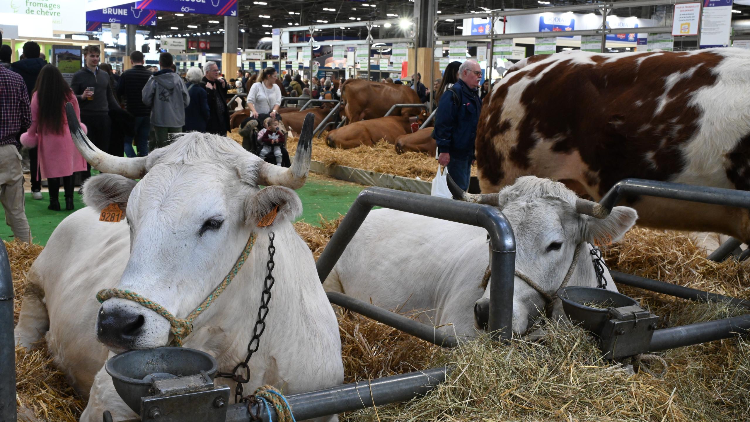 Salon International de l'Agriculture, SIA 2023, Agriculture, Alimentation, Lidl, Grande distribution, Distributeurs, Agroalimentaire, McDonald's