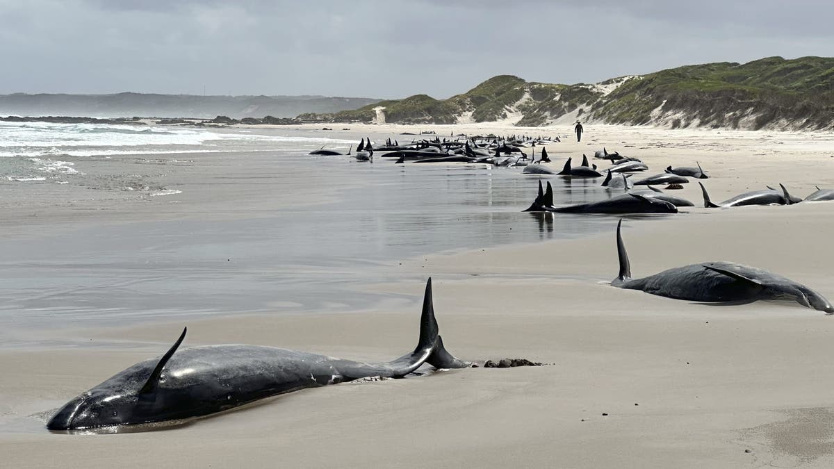 marine experts, false killer whales, Tasmania, Australia, stranding, euthanasia, wildlife conservation
