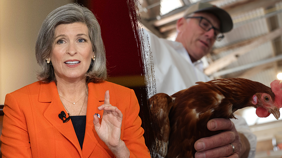 bird flu, agriculture, avian flu, poultry, HPAI, USDA, egg industry, turkey industry, vaccines, biosecurity, indemnities, egg prices, farm workers