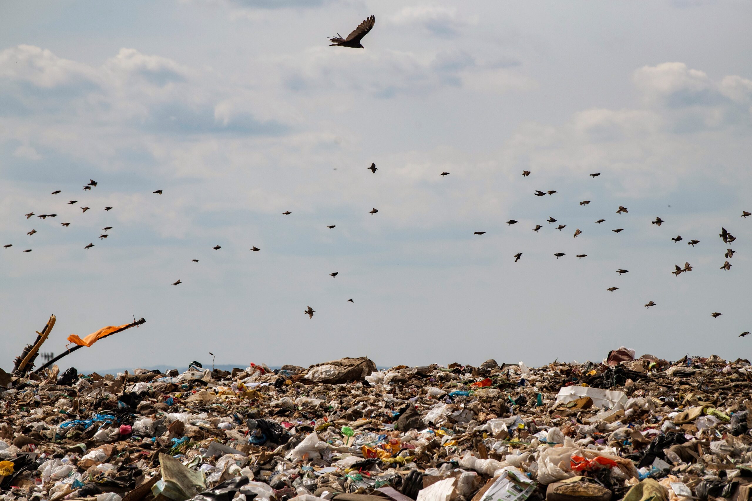 vultures, birds of prey, nature, ecosystem, conservation, wildlife, animals, environment, ecology, nature, clean-up, wildlife