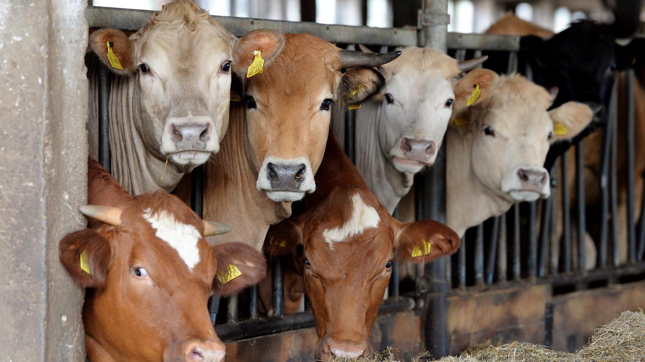 Food prices, Inflation, Sustainable food production, Meat consumption, Climate change, Environmental impact, Health consequences, Cost of food, External costs, Market economy, Economic logic, Social justice