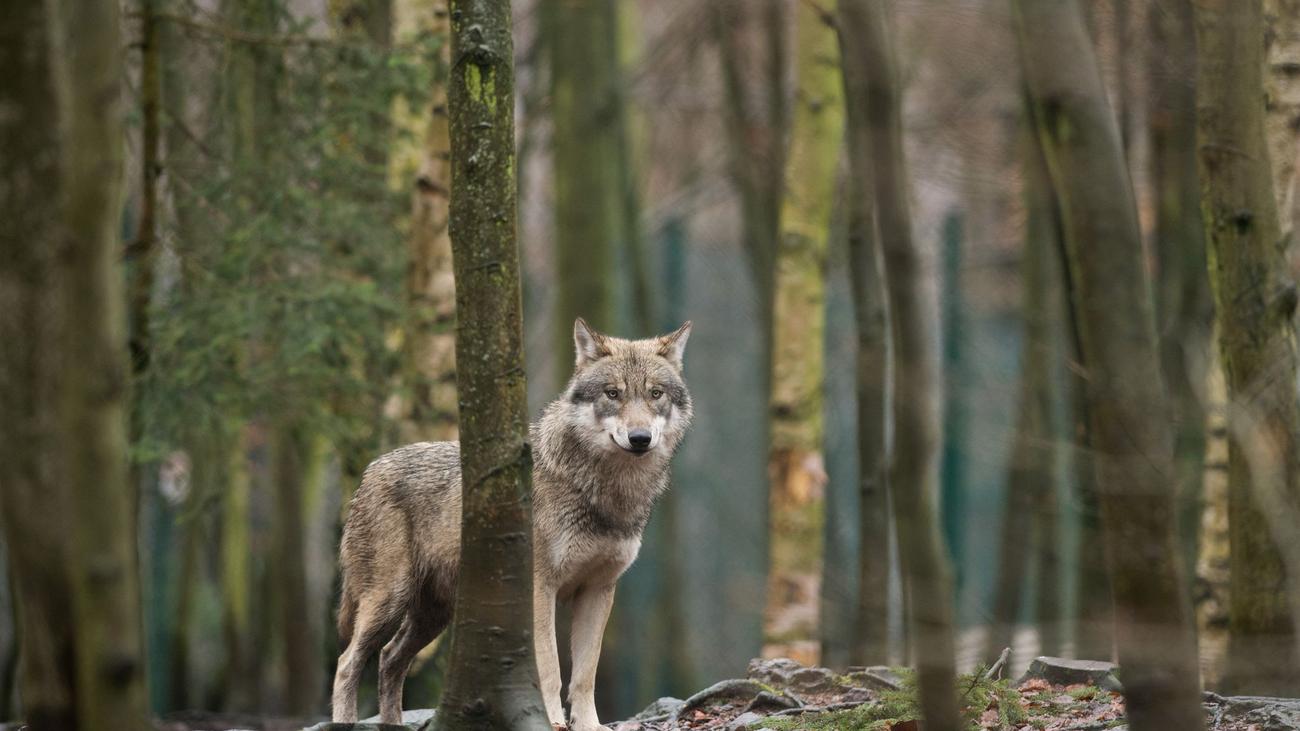 wolf tracking, wolf behavior, wolf packs, wolf territory, wolf conservation, wolf monitoring, wildlife research, Saxony, Germany