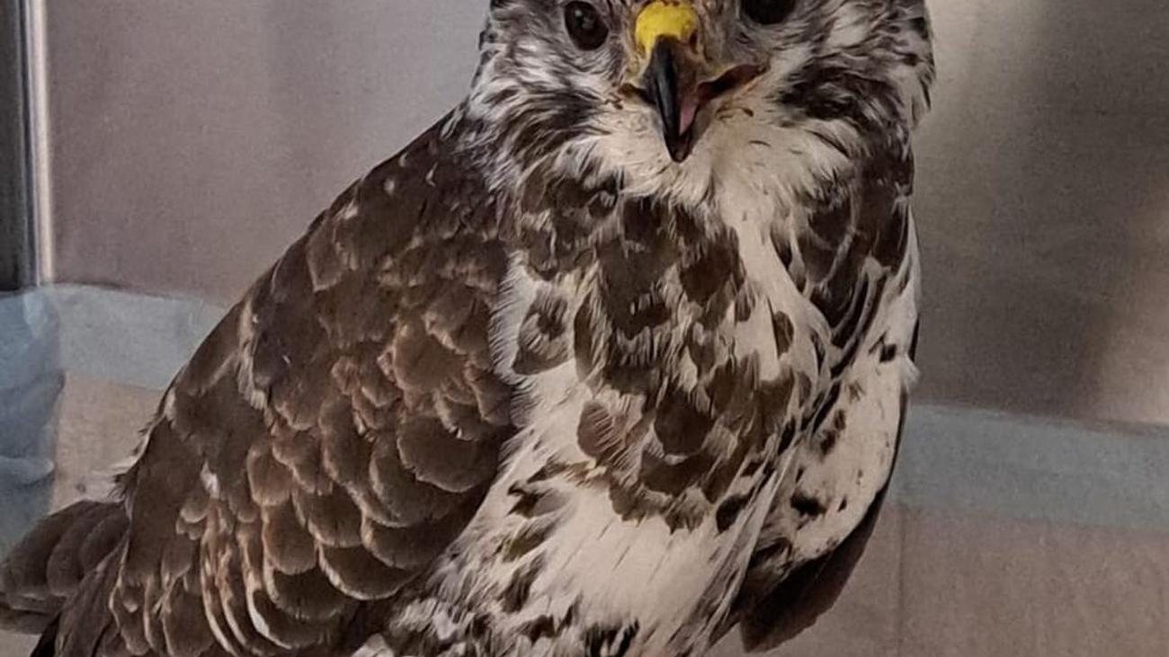 Animal abuse, Environmental crime, Hunting, Protected species, Wildlife conservation