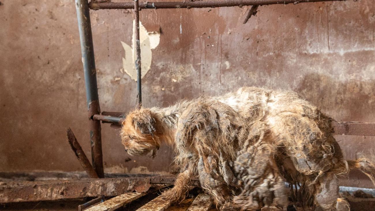 animal cruelty, animal neglect, animal rescue, dog rescue, Osnabrück, Veterinary Office, Police, Tierschutzgesetz