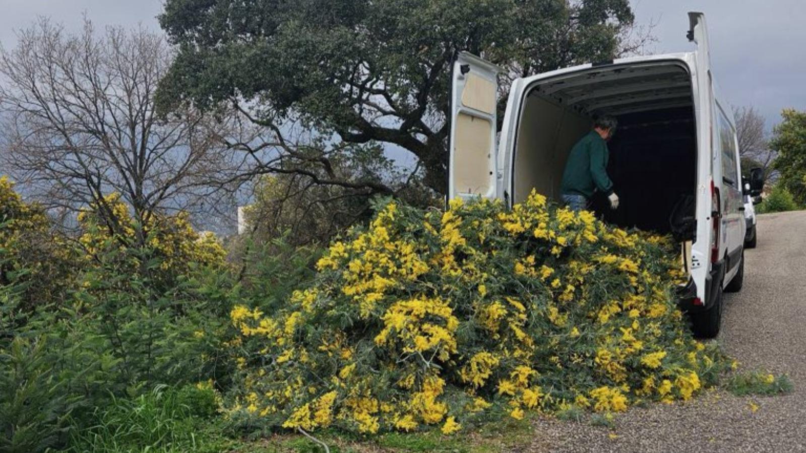 Cannes, Mimosa, Croix-des-Gardes, Illegal harvesting, Municipal police, Commercial profile, Code forestier, Fine, Climate change, Poor harvest