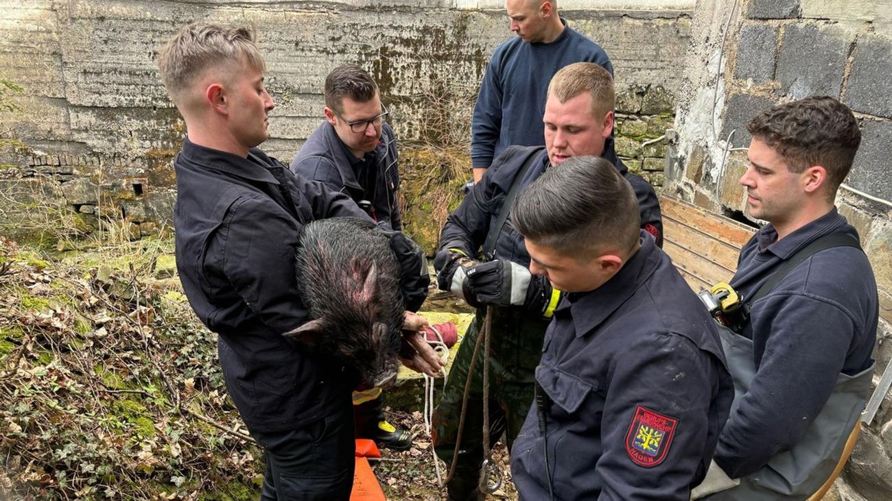Firefighter trainees, Animal rescue, Pig rescue, Exhausted piglet, Animal protection, Hagen