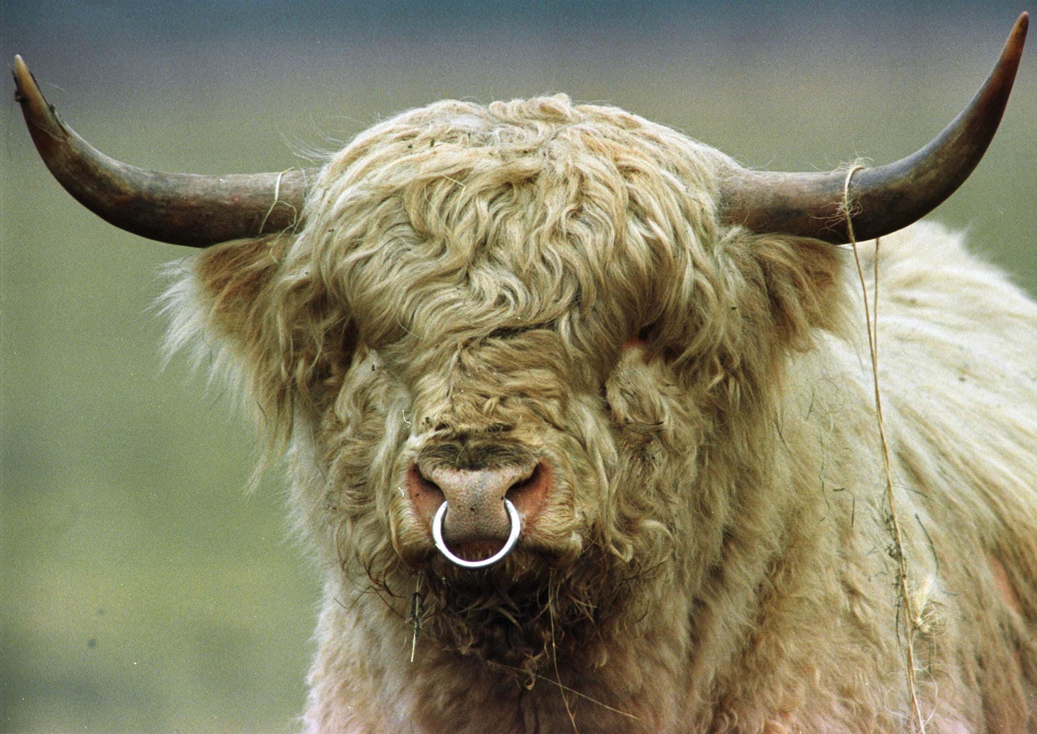 Scottish Highland Bull, Connecticut, Western Connecticut, Kent, New Milford, Stray Farm Animals, Lee Sohl, Highland Titles, Non-Aggressive Animals