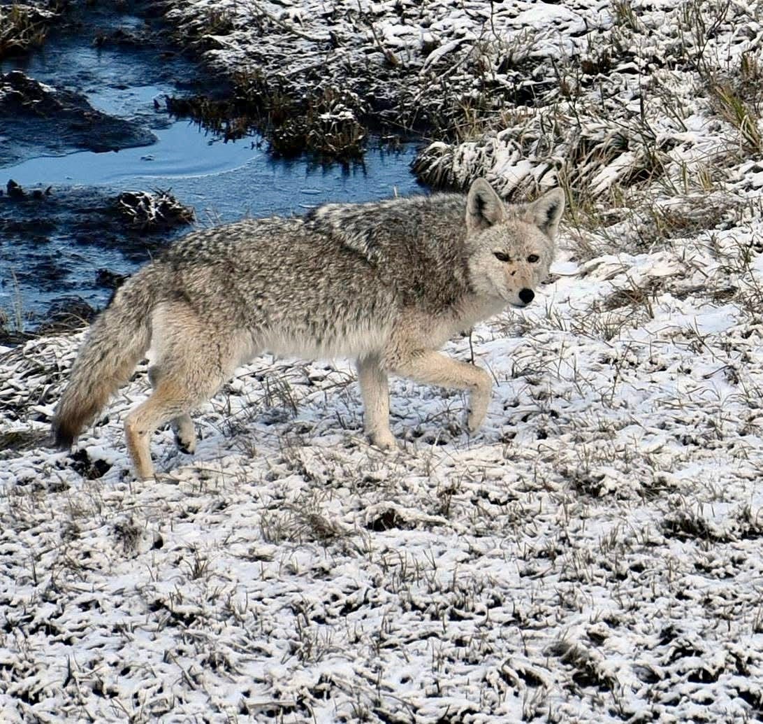 Wyoming, animal cruelty, wolf, snowmobile, whacking, predators, livestock, hunters, clean kill, torture