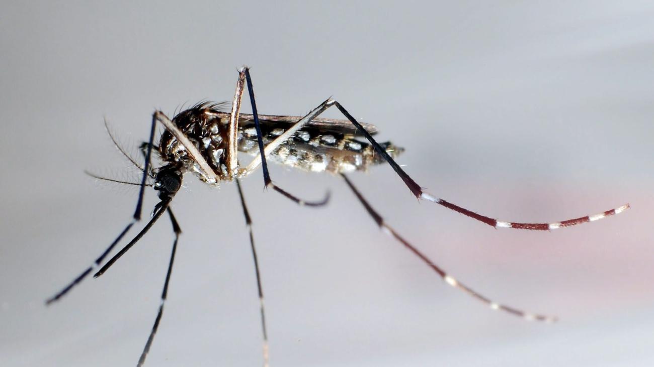 mosquito bounty, dengue fever, Philippines, Manila, Addition Hills, Aedes mosquitoes
