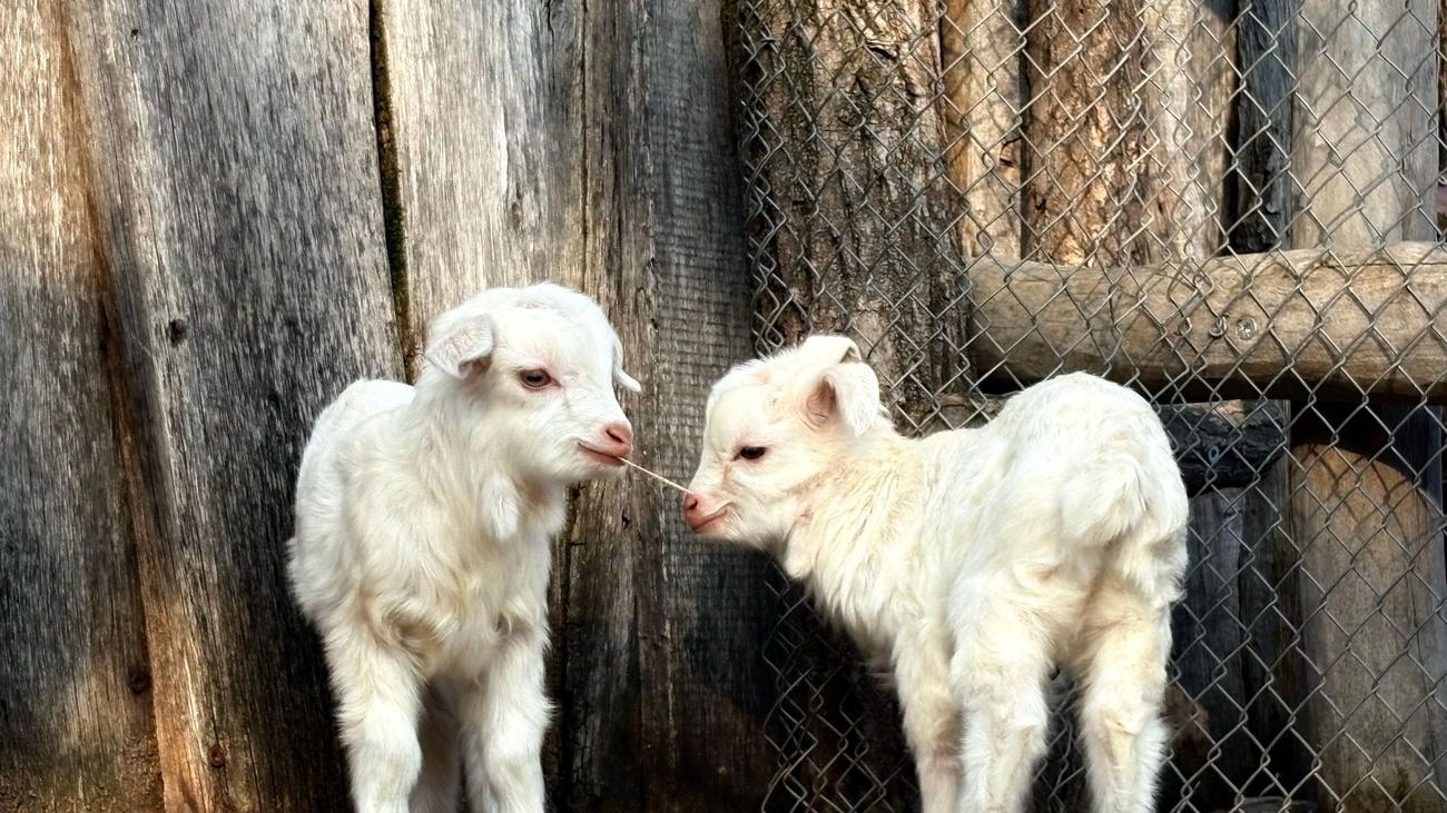 Zoo Erfurt, baby Cashmere goats, Central Asian highlands, fine undercoat, luxury clothing material, ethical concerns
