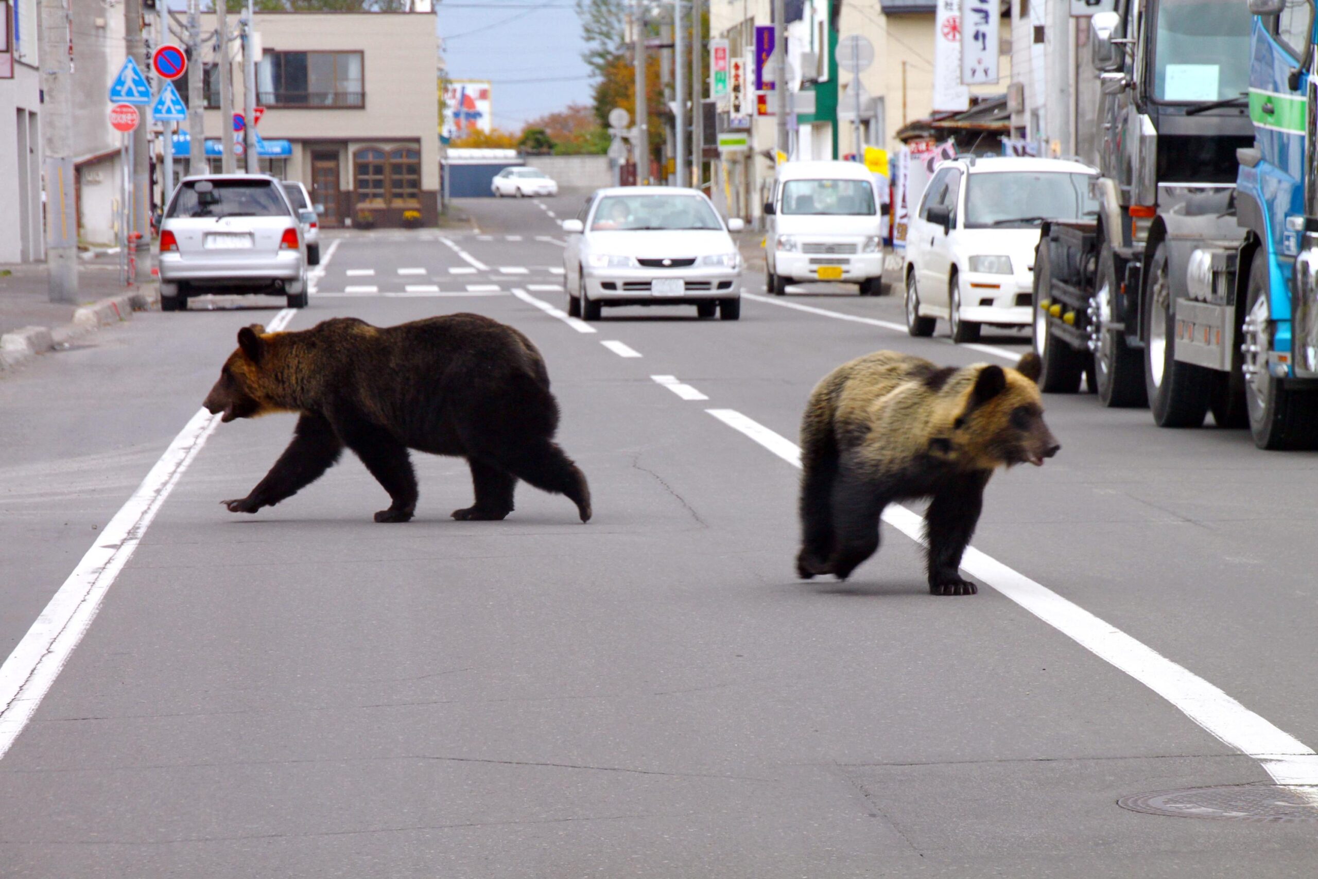 Japan, Urban bear hunting, Wildlife management, Climate change, Human-wildlife conflict, Bear attacks